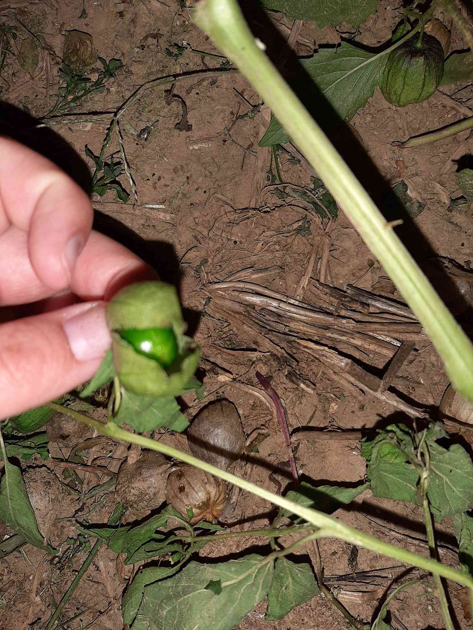 Physalis ixocarpa