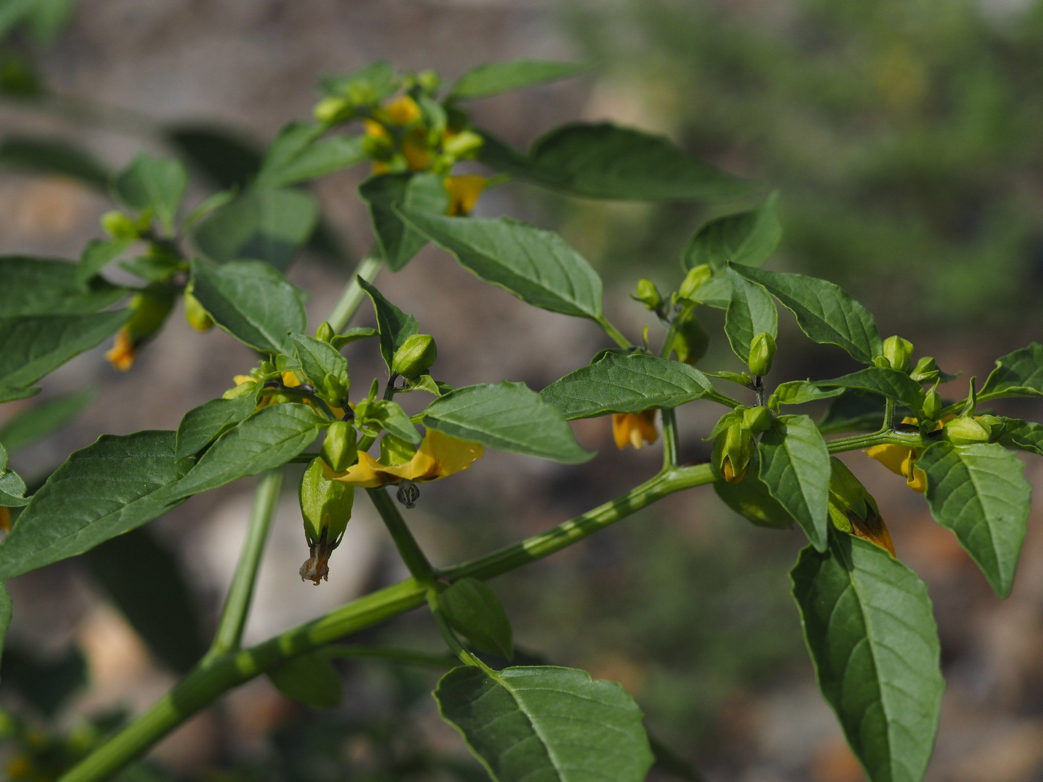 Physalis ixocarpa