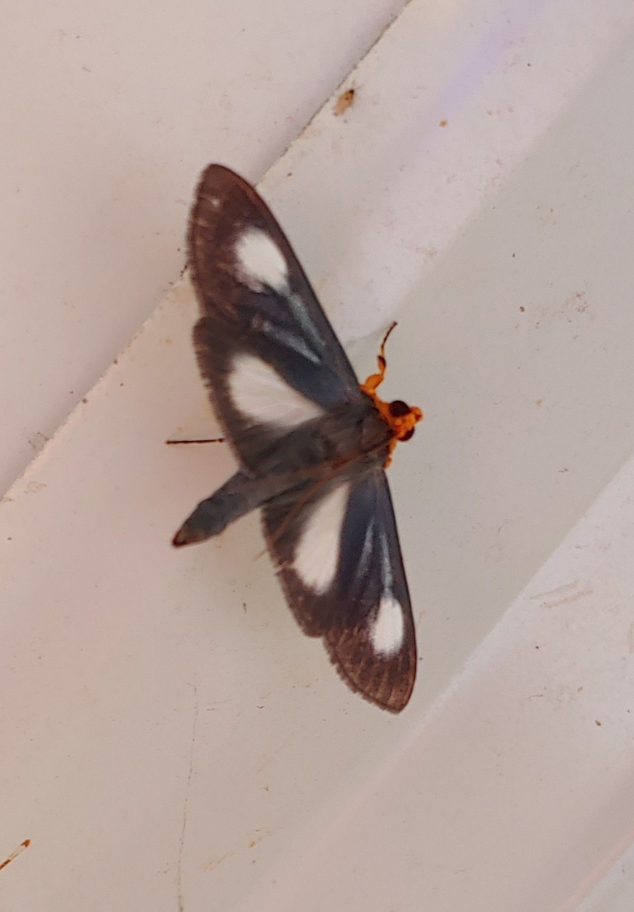 Omiodes seminitidalis