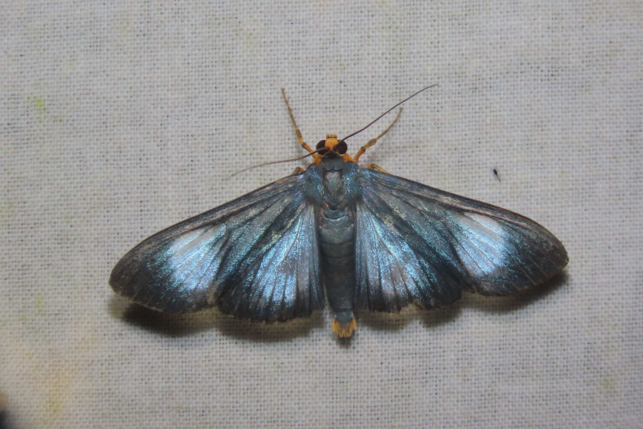 Omiodes seminitidalis