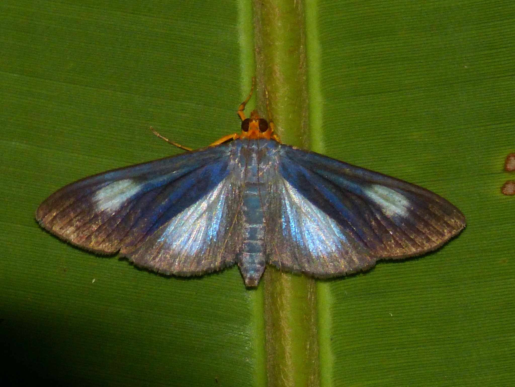 Omiodes seminitidalis