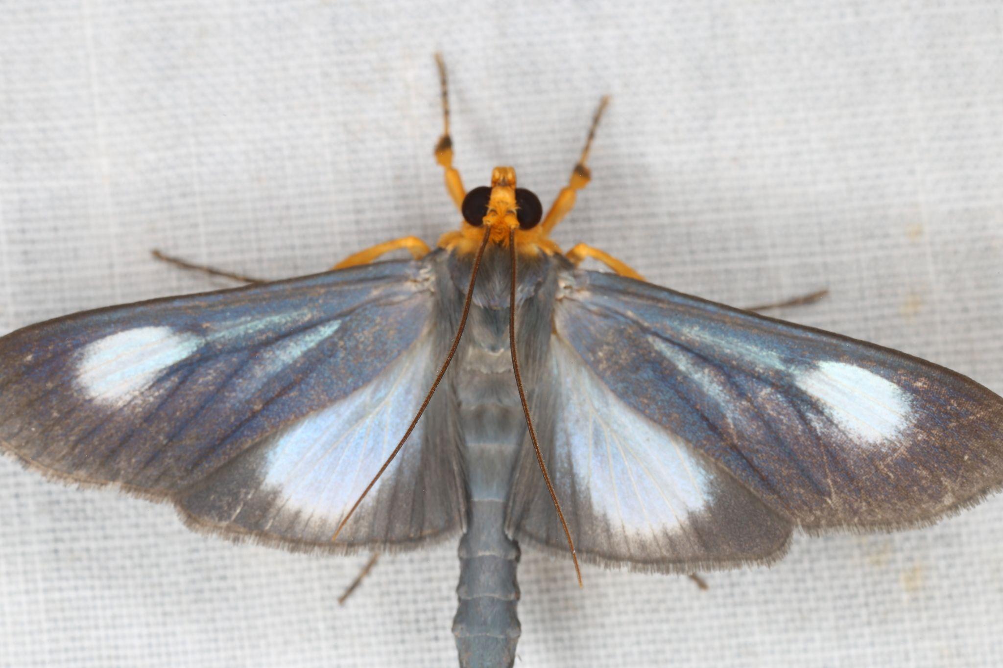 Omiodes seminitidalis
