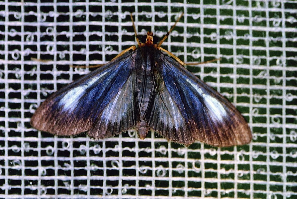 Omiodes seminitidalis