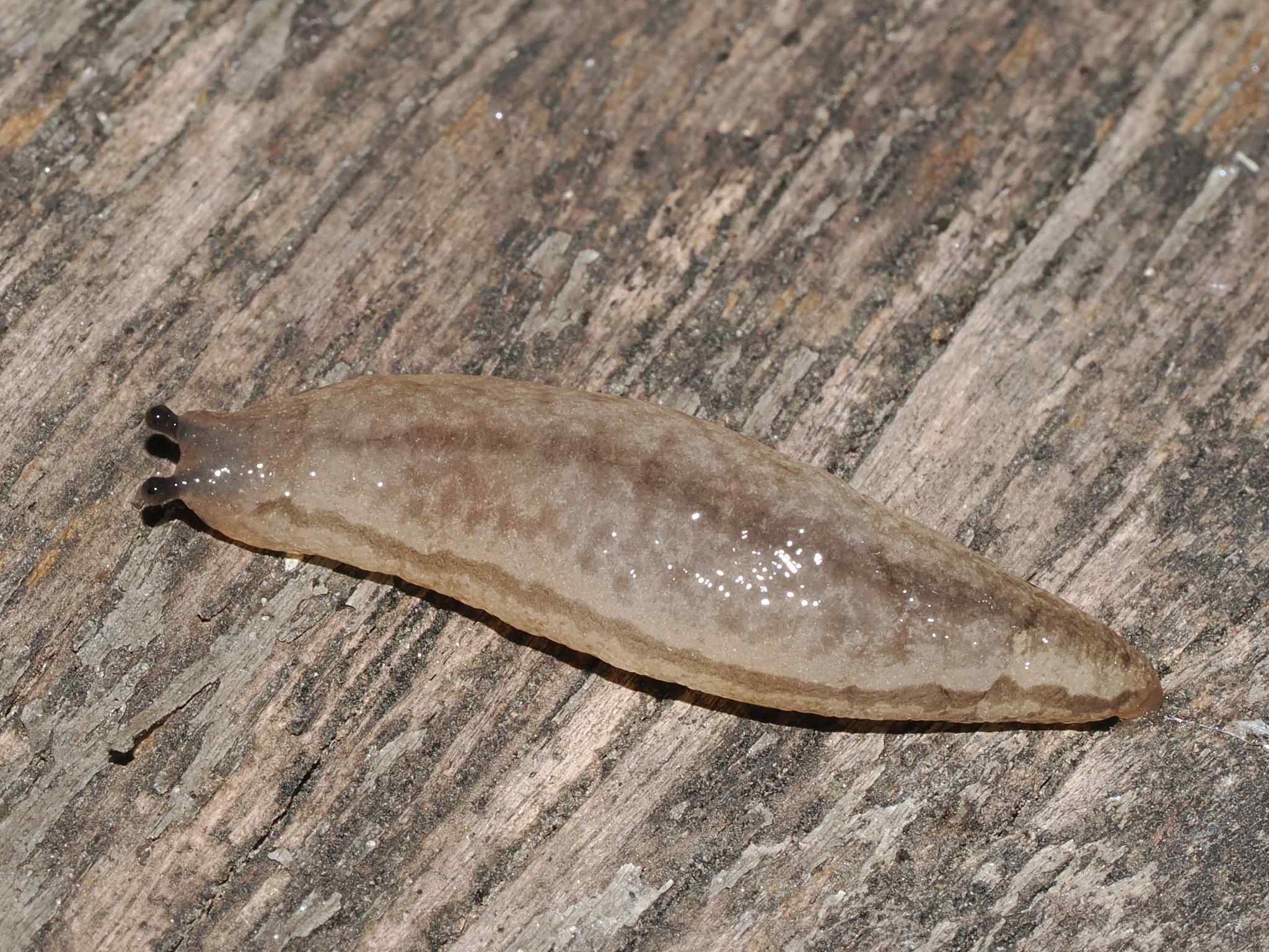 Meghimatium