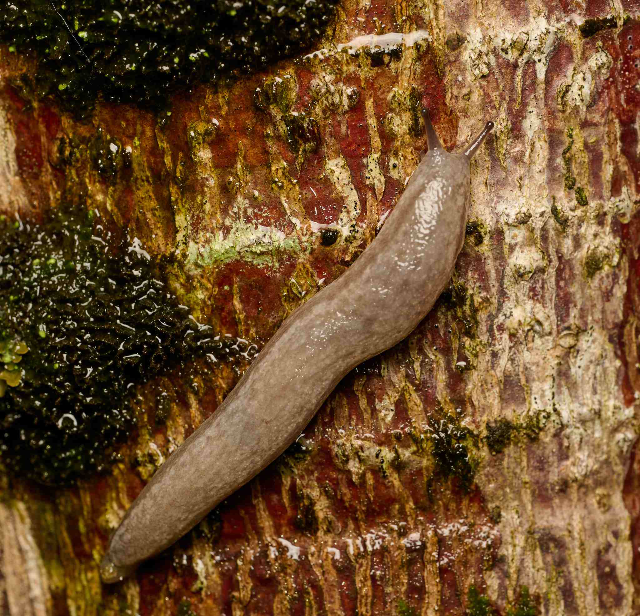 Meghimatium