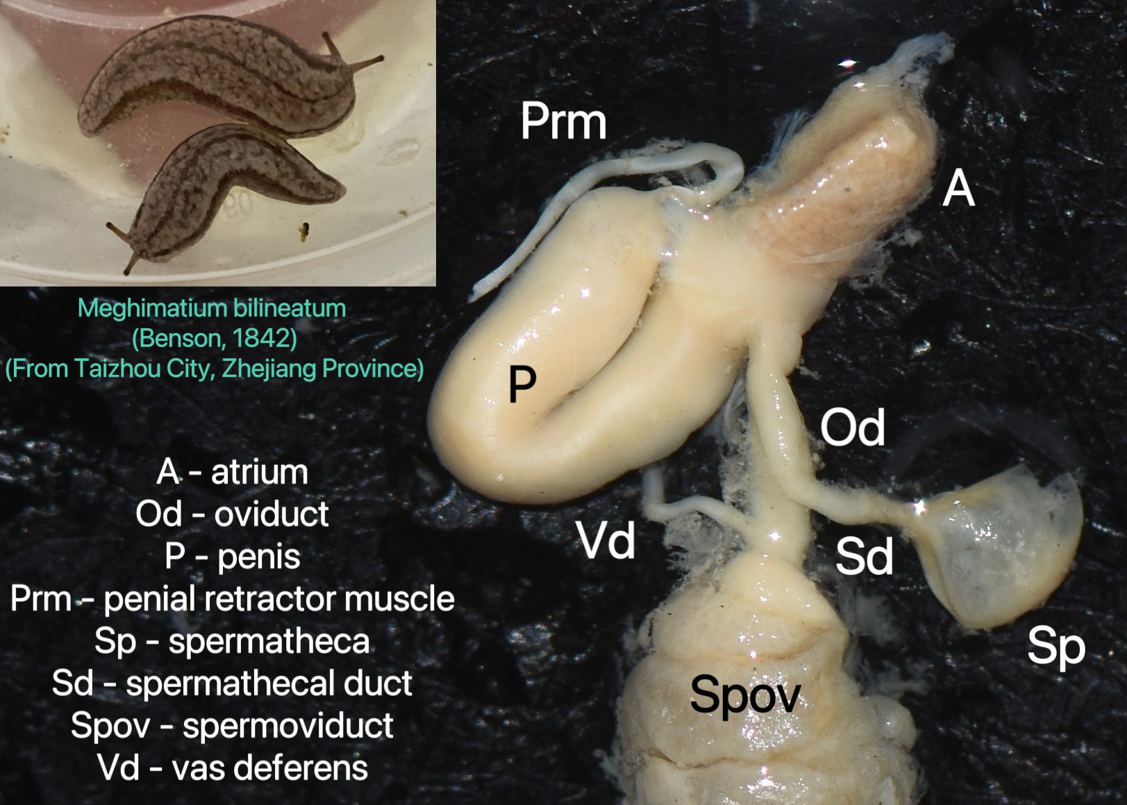 Meghimatium