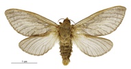 Wiseana cervinata