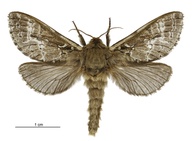 Wiseana cervinata