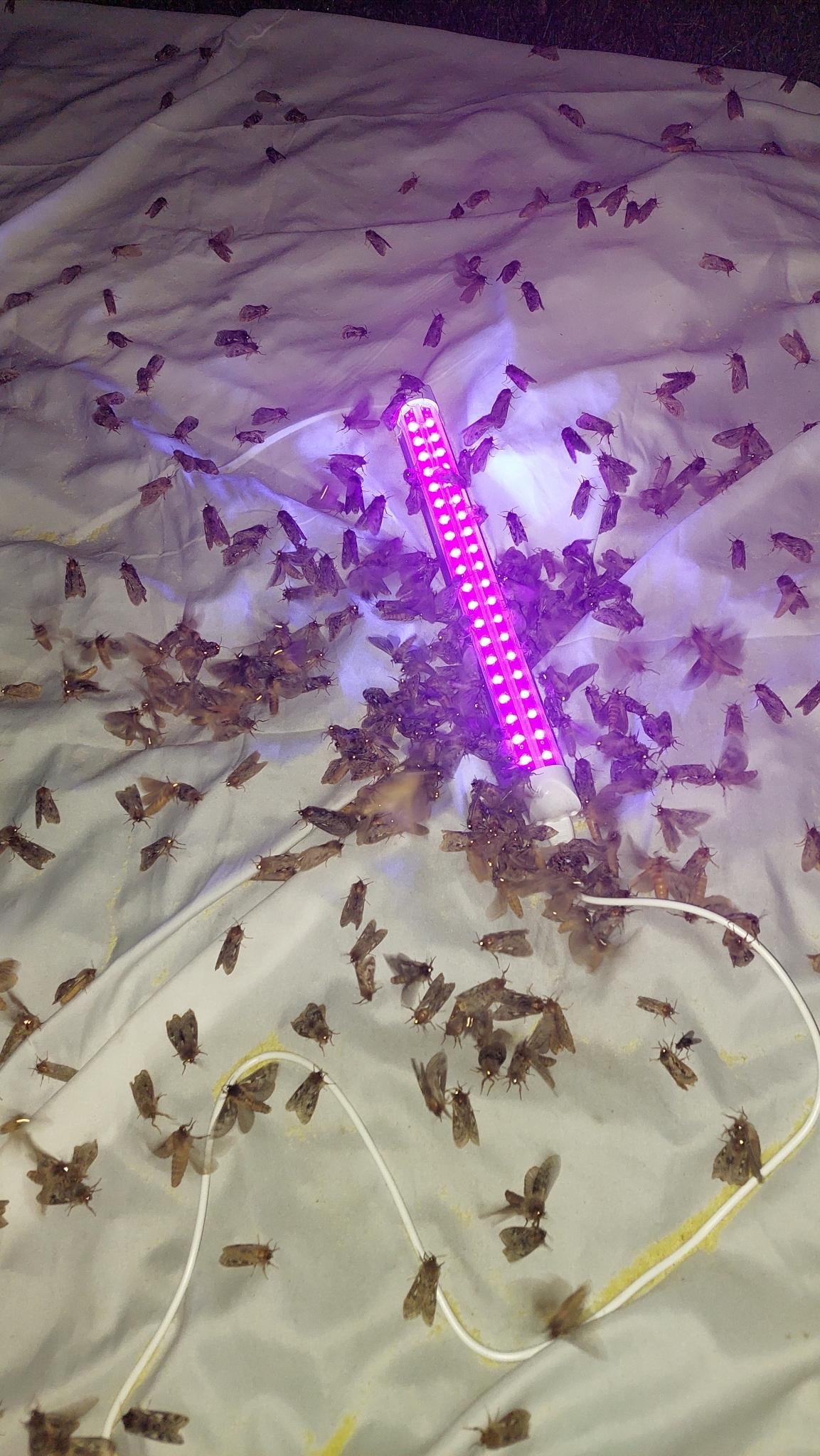 Wiseana cervinata
