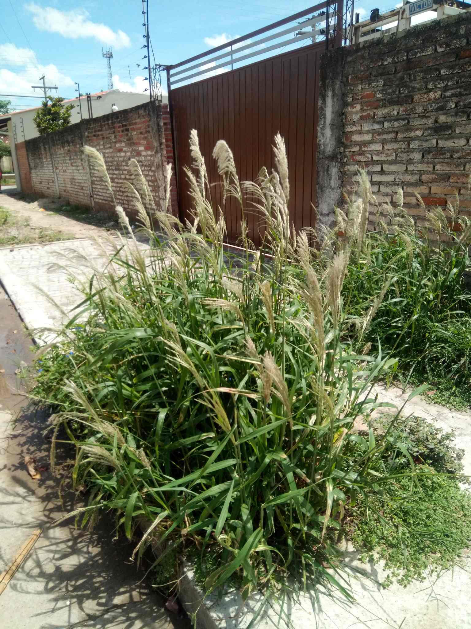 Digitaria insularis