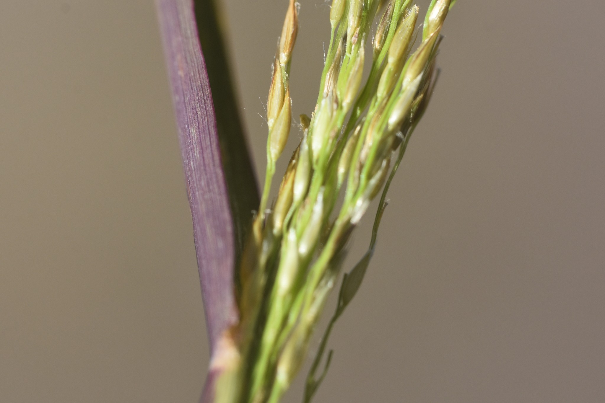 Digitaria insularis