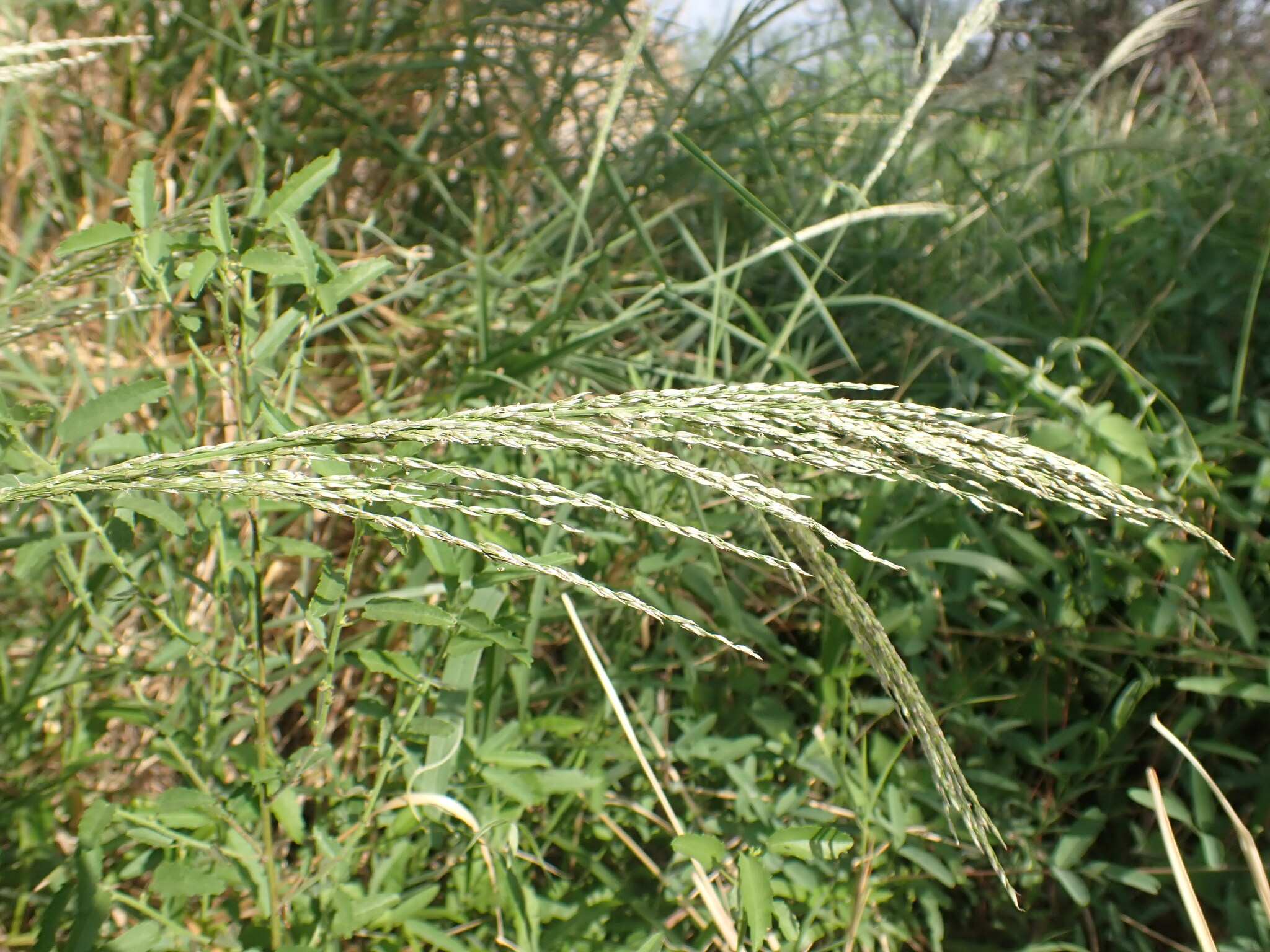Digitaria insularis