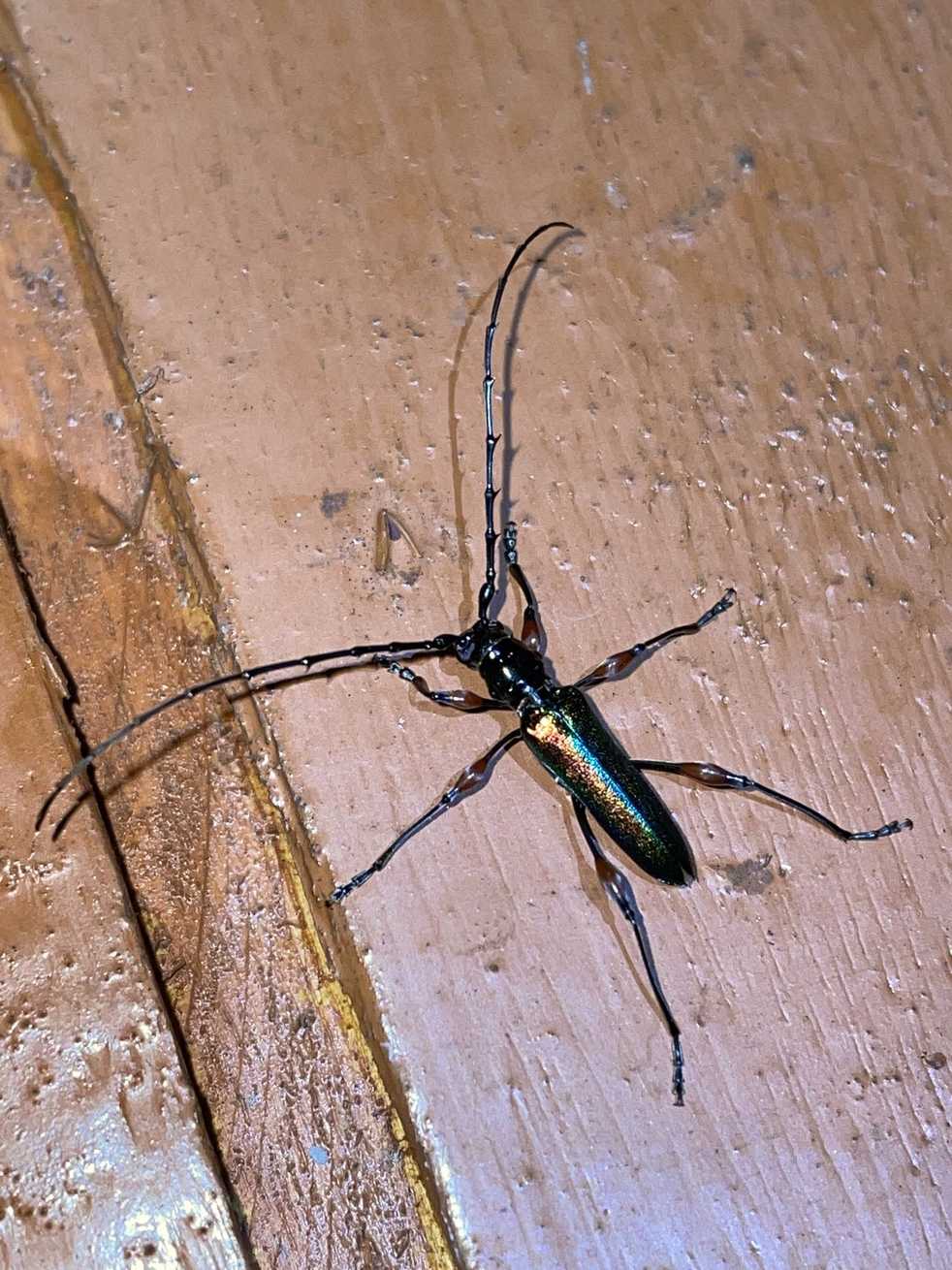Cordylomera spinicornis