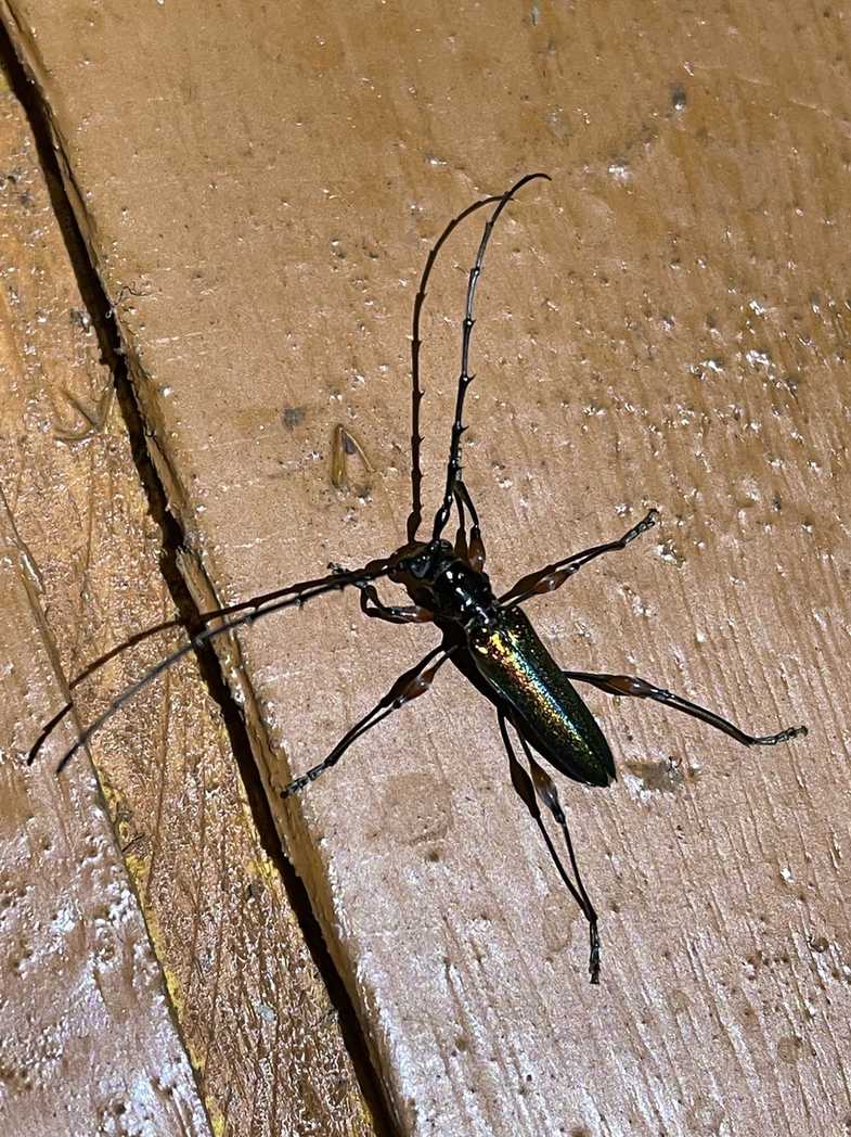 Cordylomera spinicornis