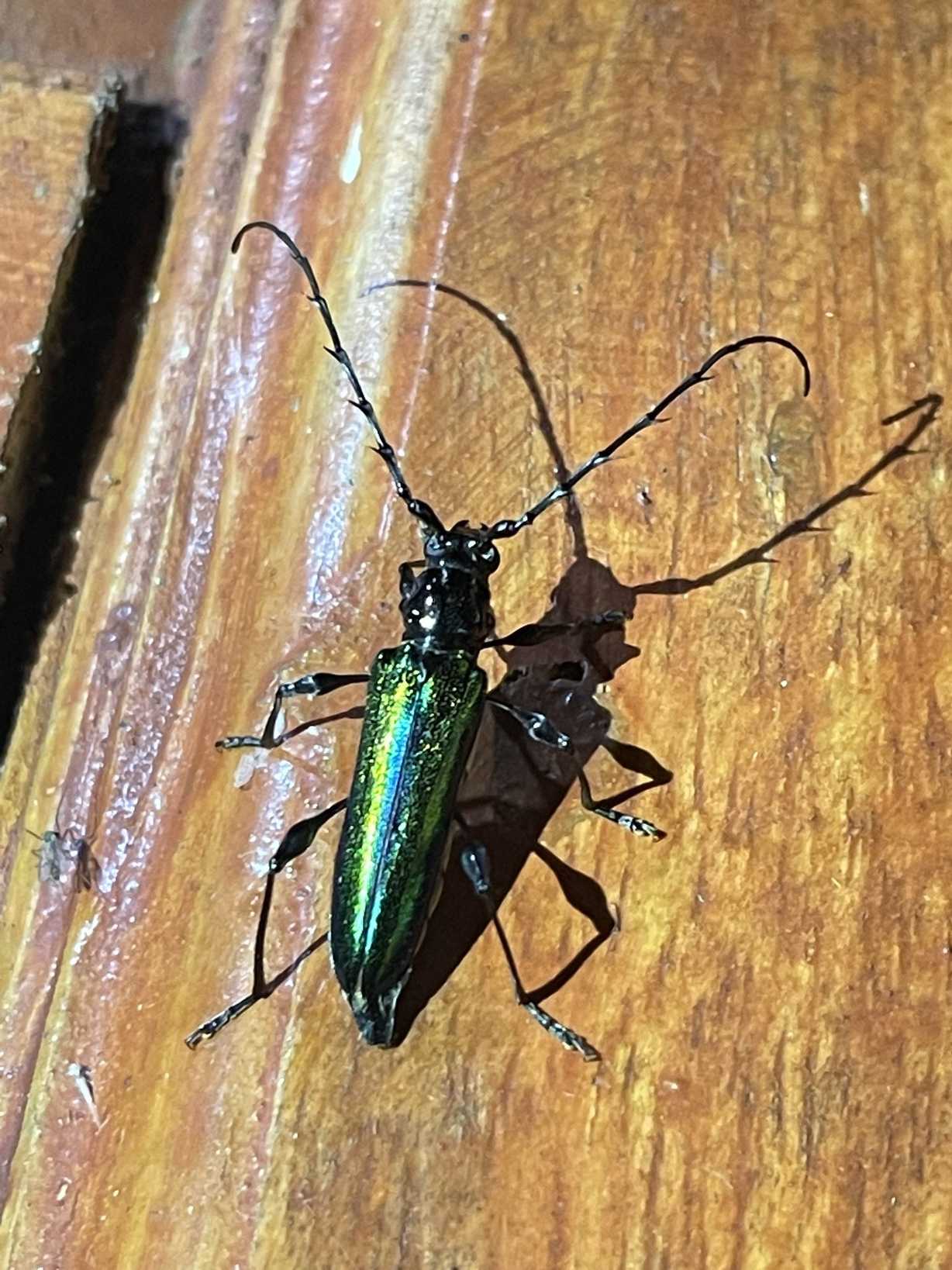 Cordylomera spinicornis