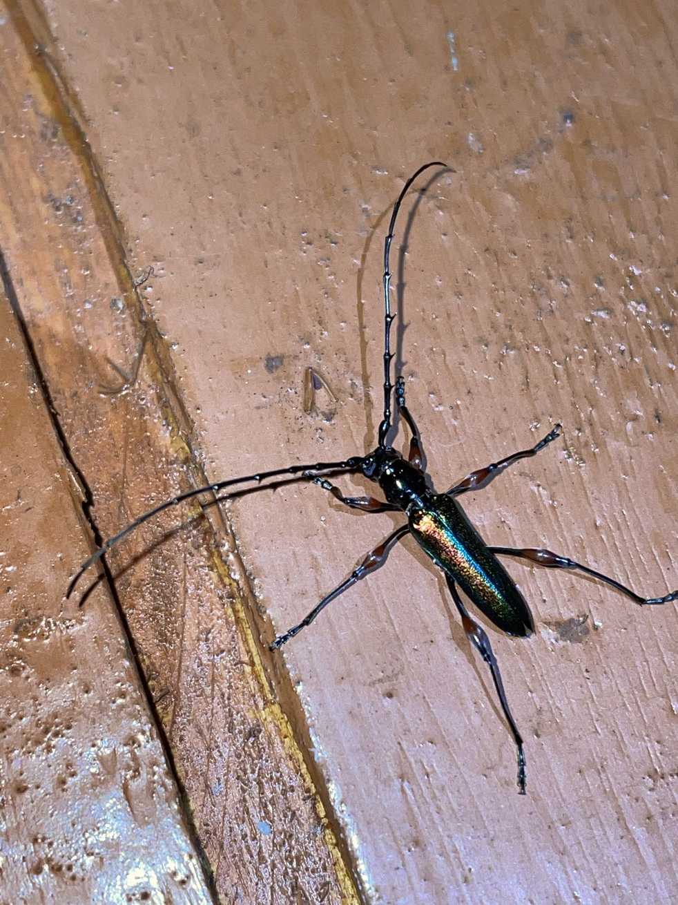 Cordylomera spinicornis