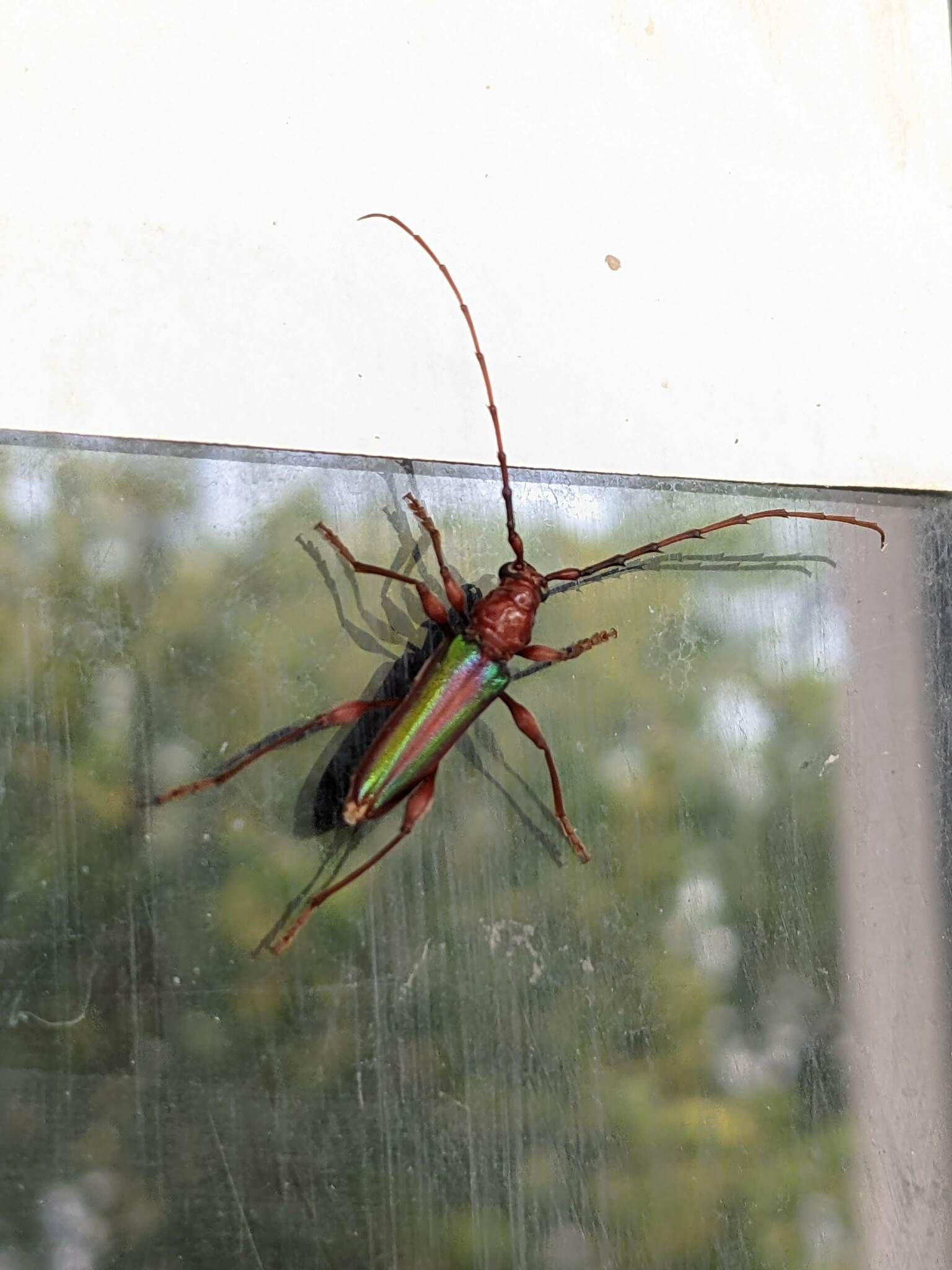 Cordylomera spinicornis