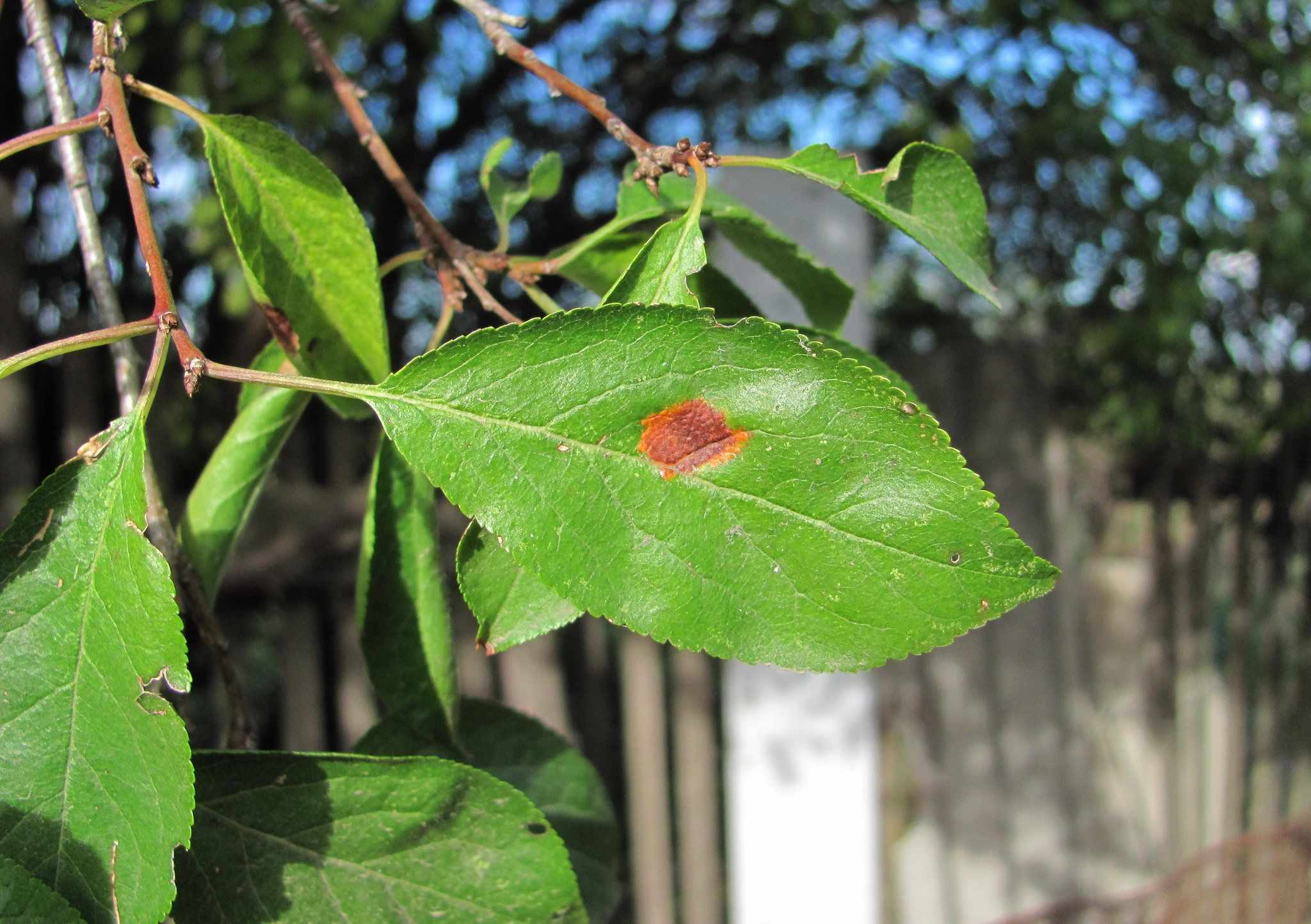 Polystigma rubrum