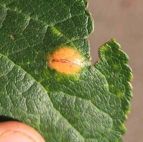 Polystigma rubrum