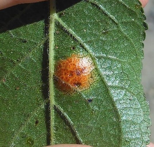 Polystigma rubrum
