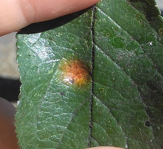 Polystigma rubrum