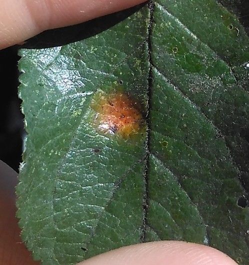 Polystigma rubrum