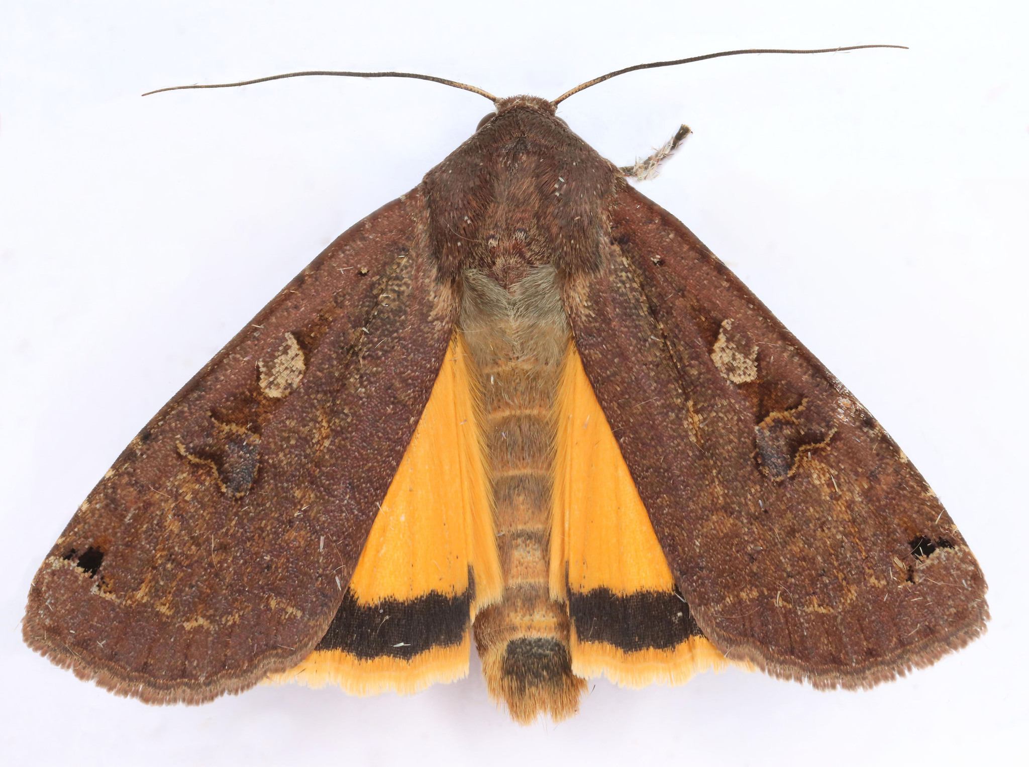 Noctua pronuba