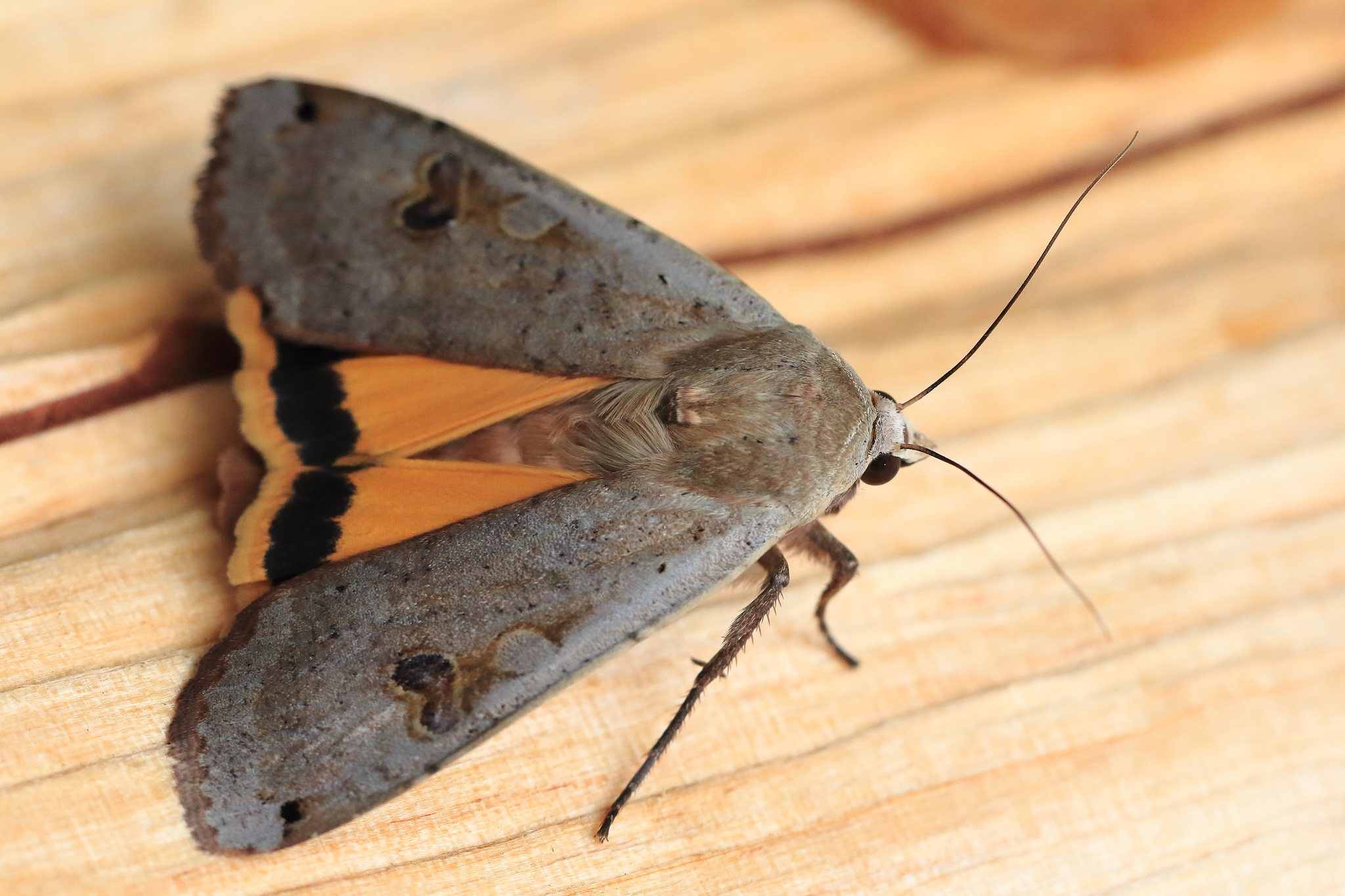 Noctua pronuba