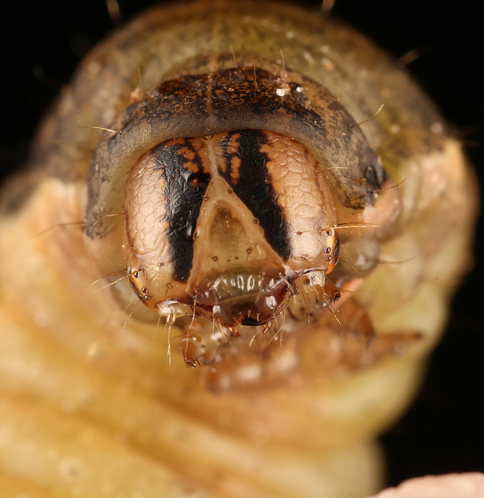 Noctua pronuba