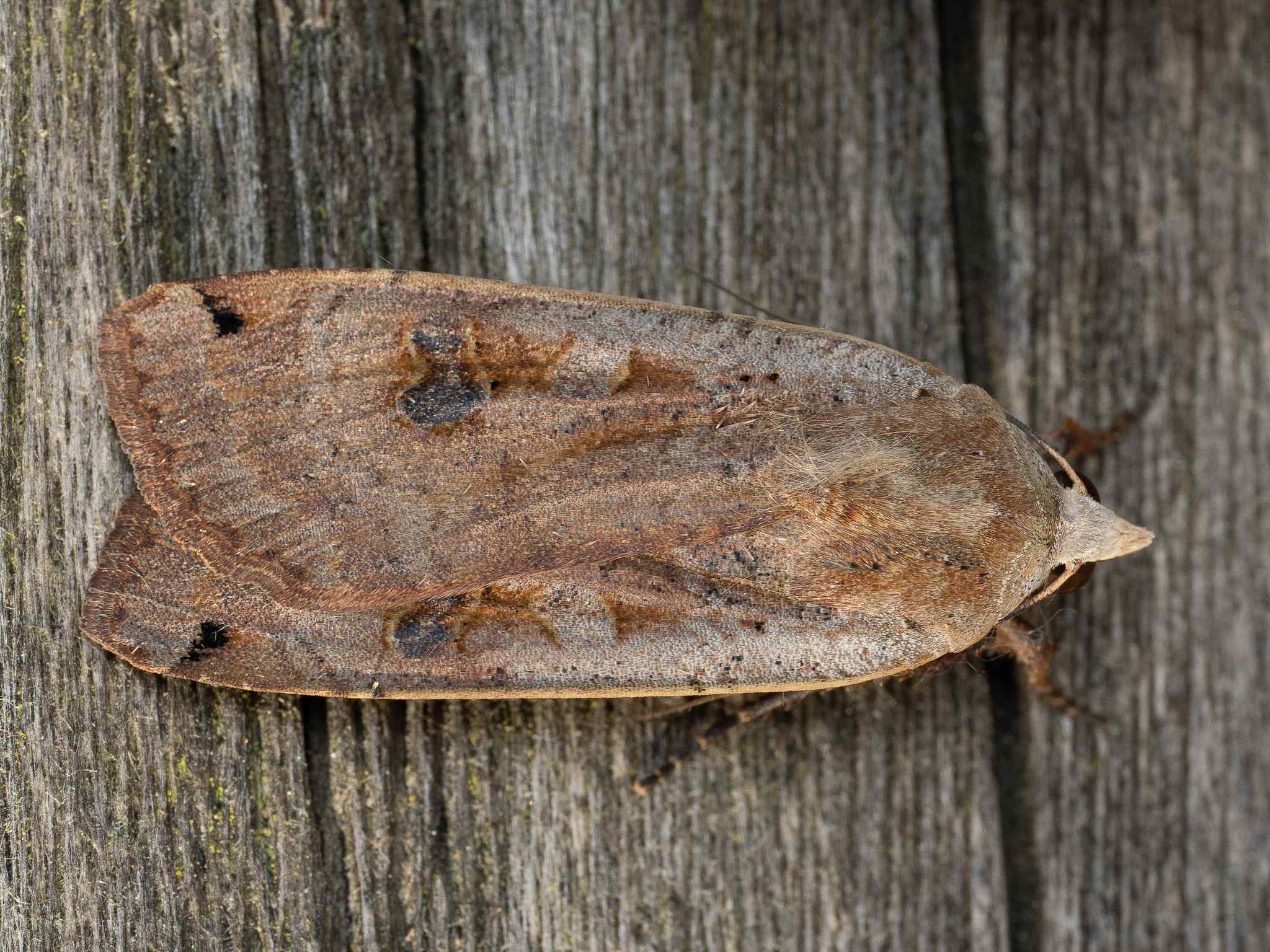 Noctua pronuba