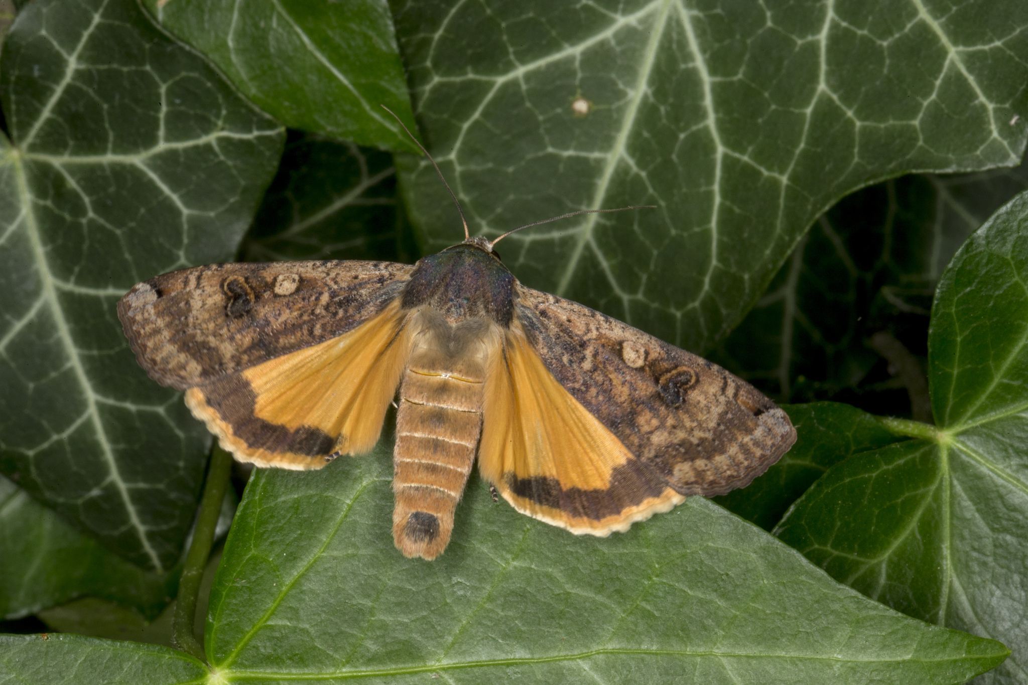 Noctua pronuba