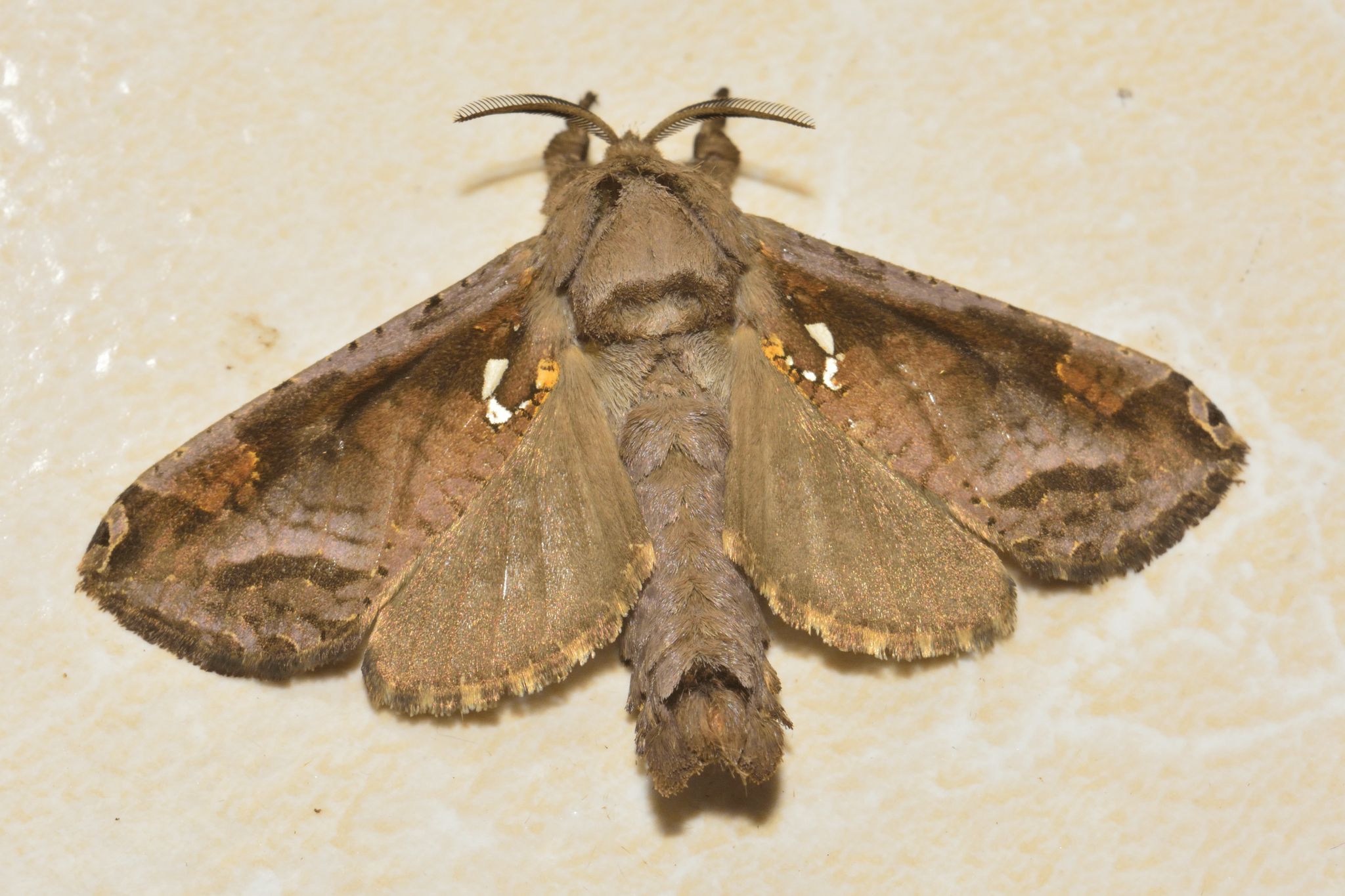 Langsdorfia