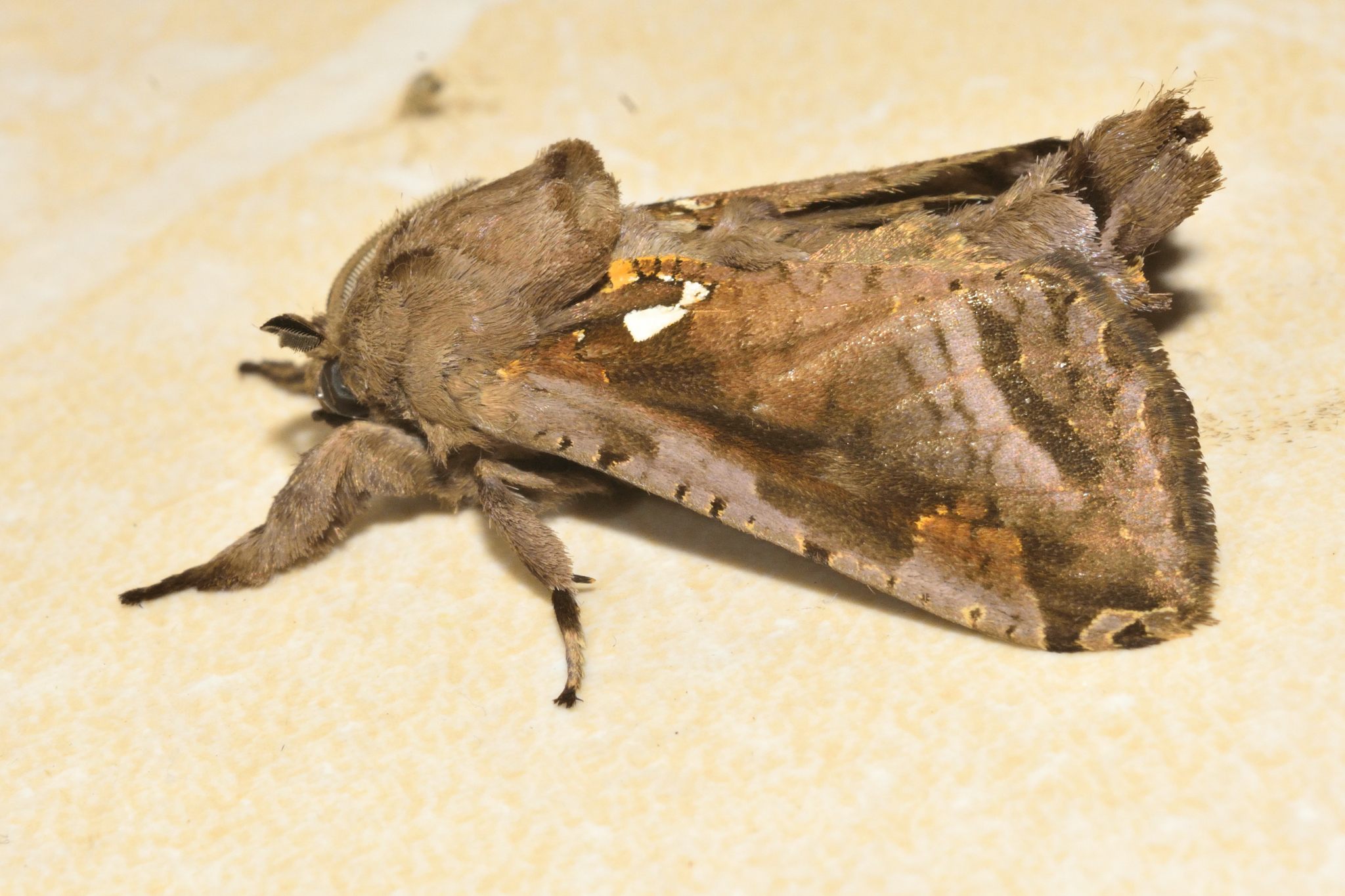 Langsdorfia