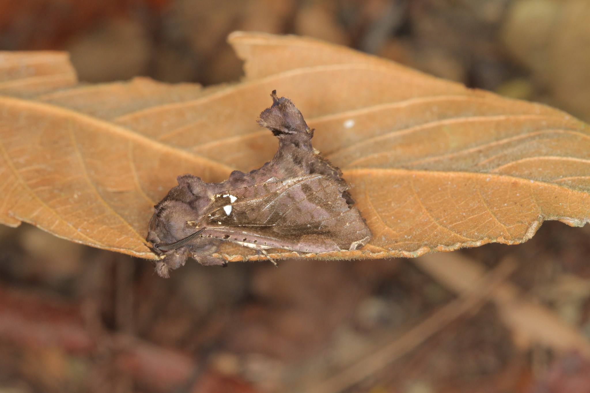 Langsdorfia