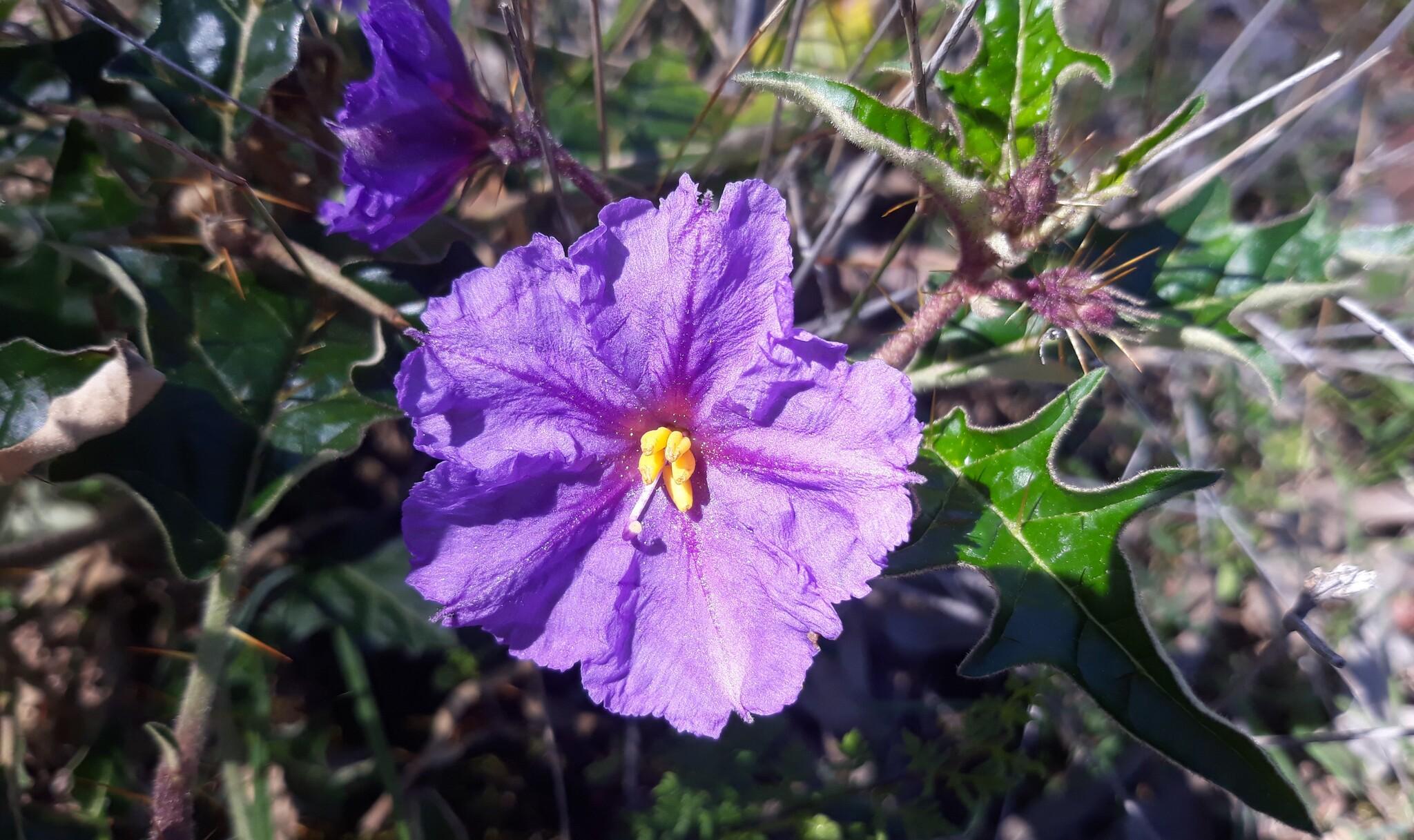 Solanum cinereum