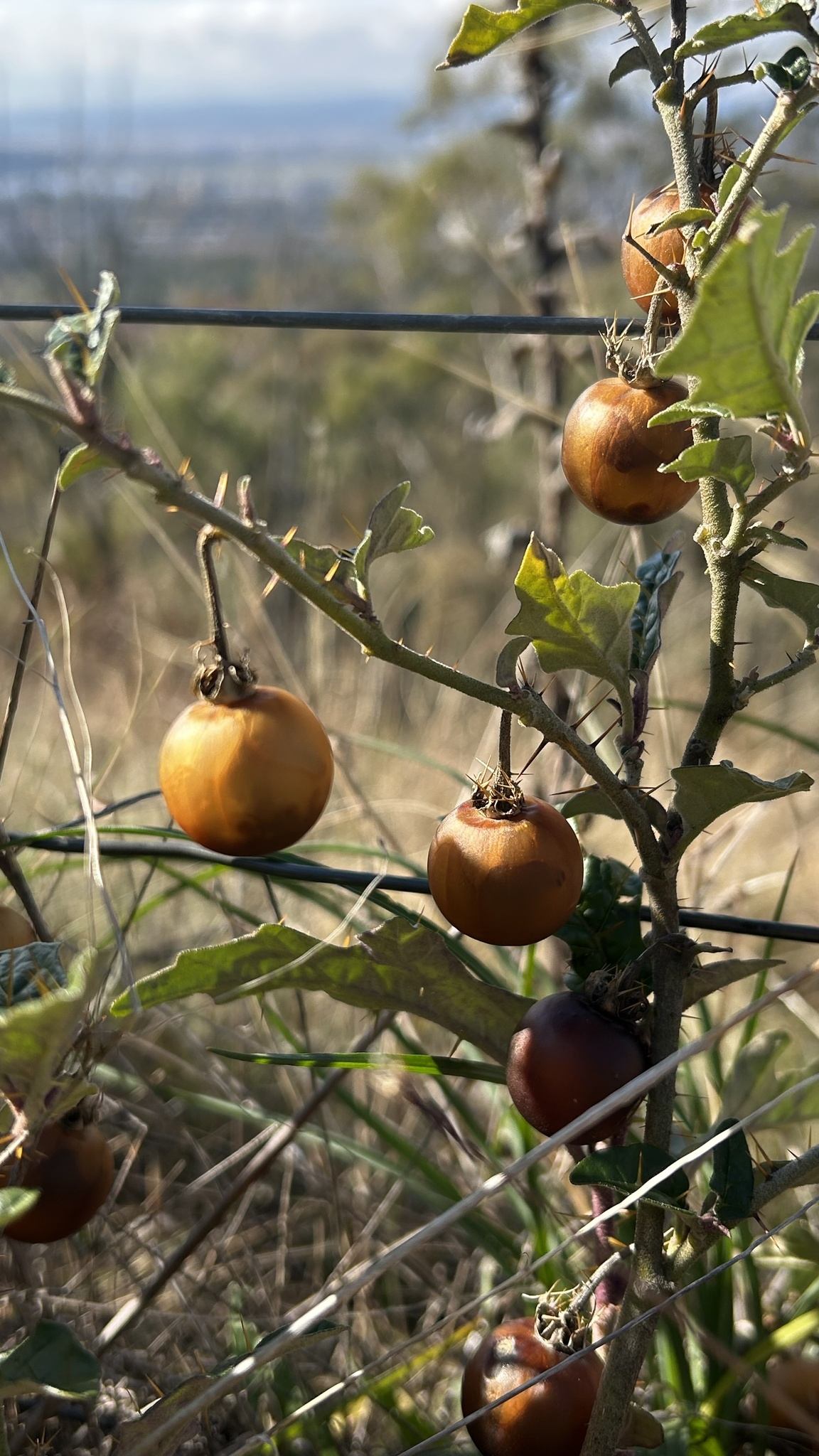 Solanum cinereum