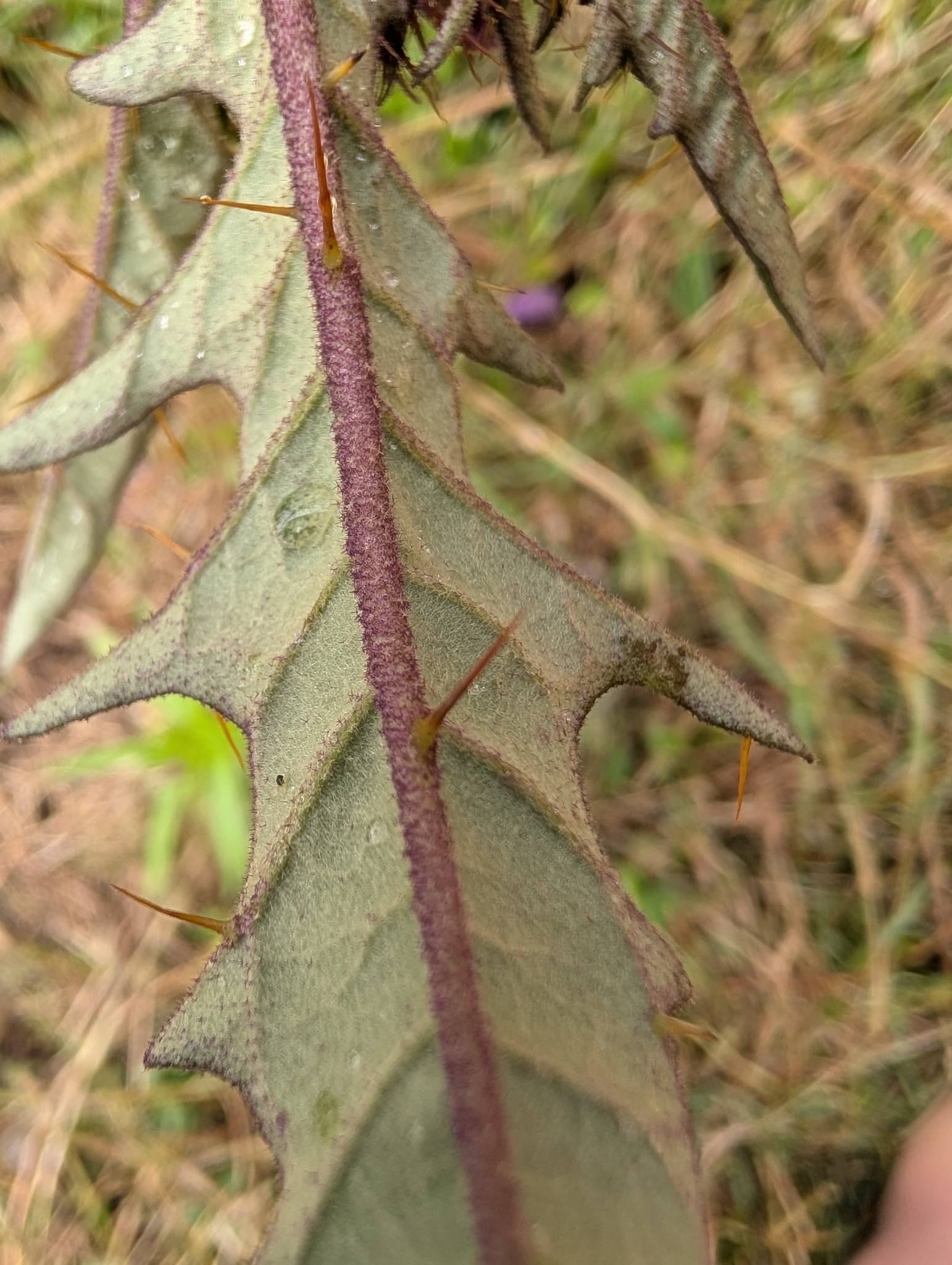 Solanum cinereum