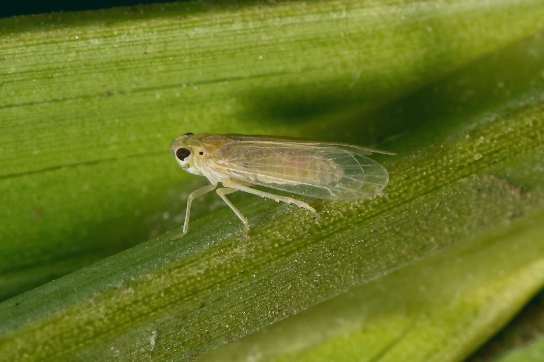Ommatissus lybicus