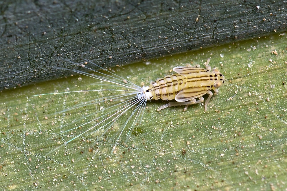 Ommatissus lybicus