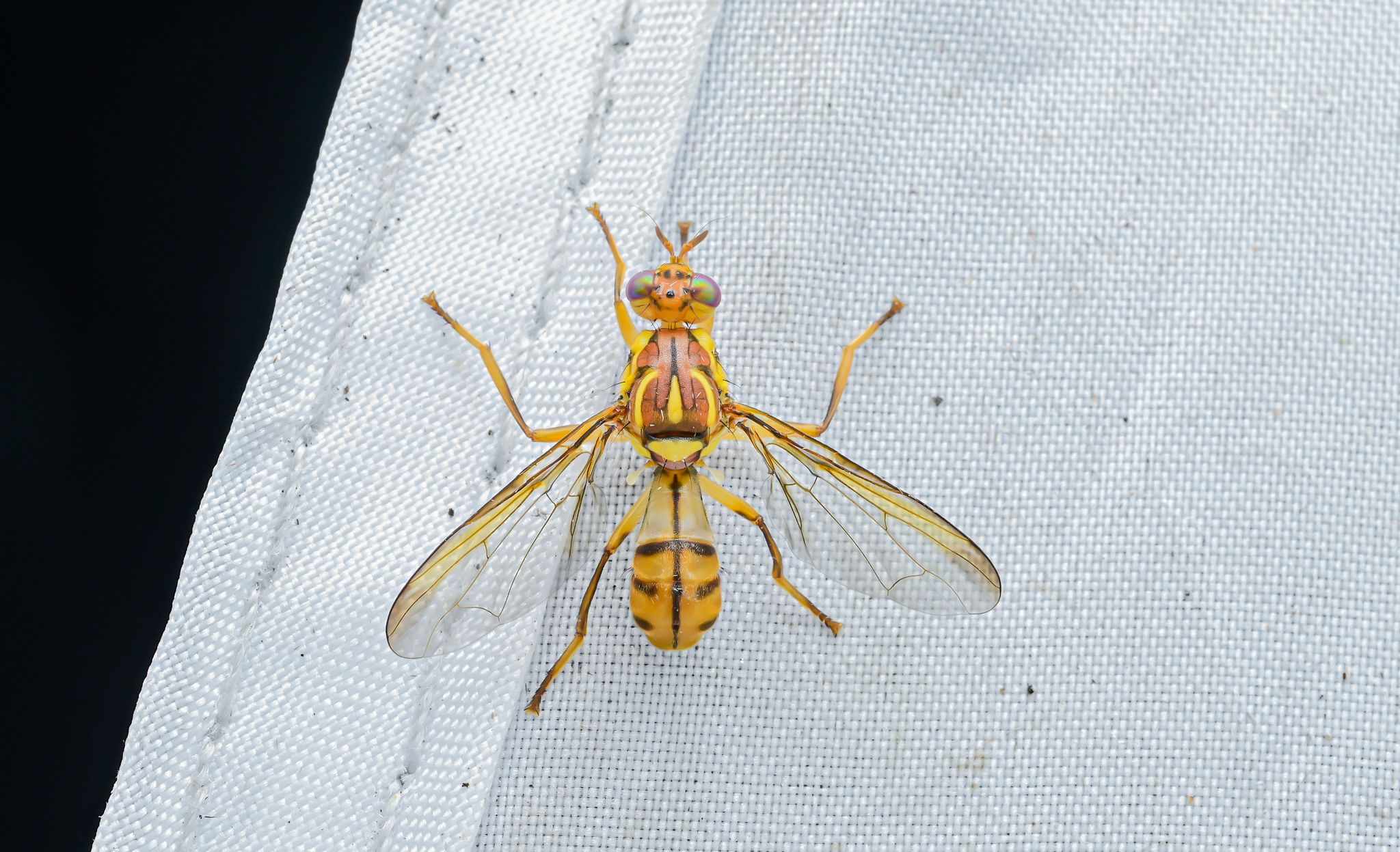 Bactrocera tsuneonis