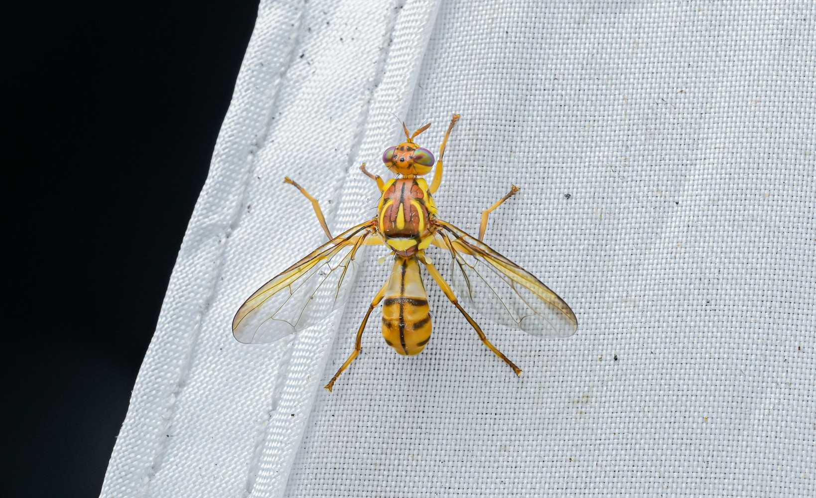 Bactrocera tsuneonis