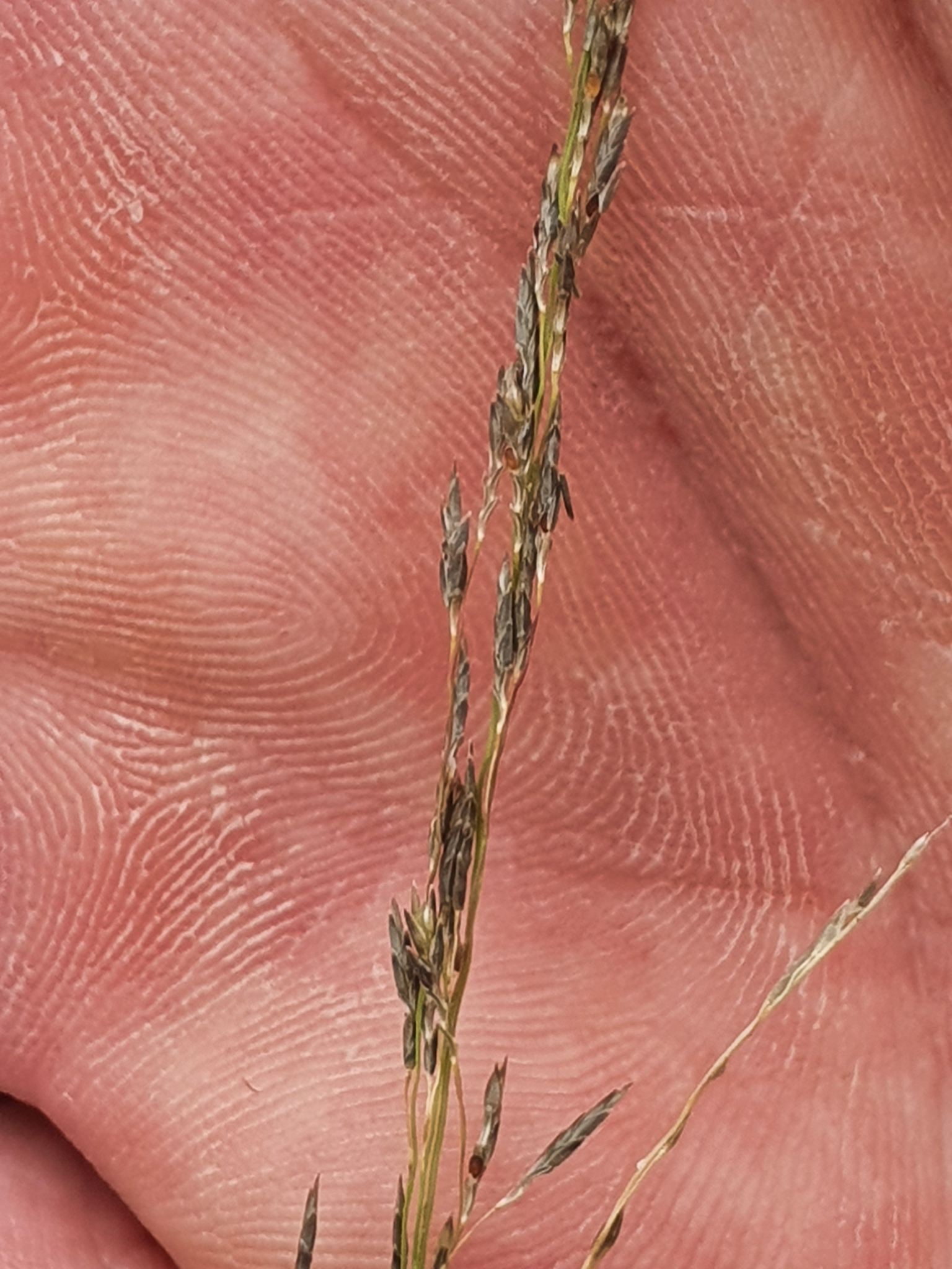 Eragrostis parviflora