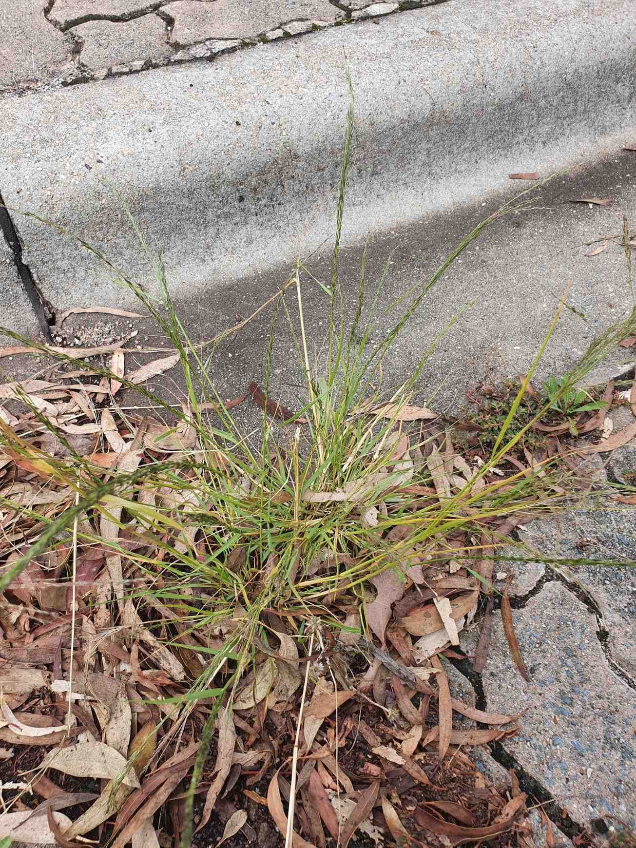 Eragrostis parviflora