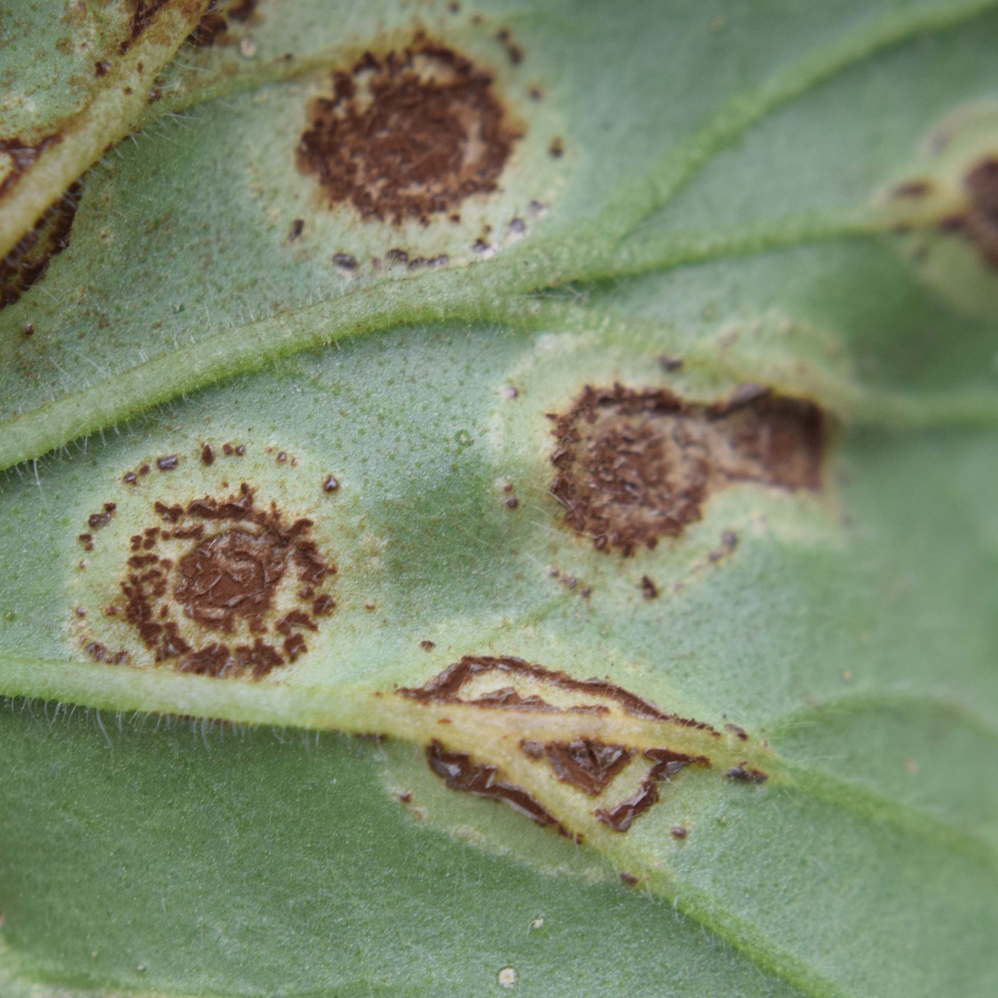 Puccinia pelargonii-zonalis