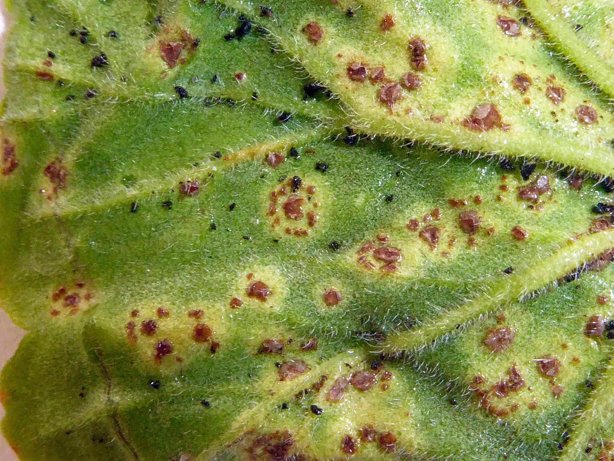 Puccinia pelargonii-zonalis