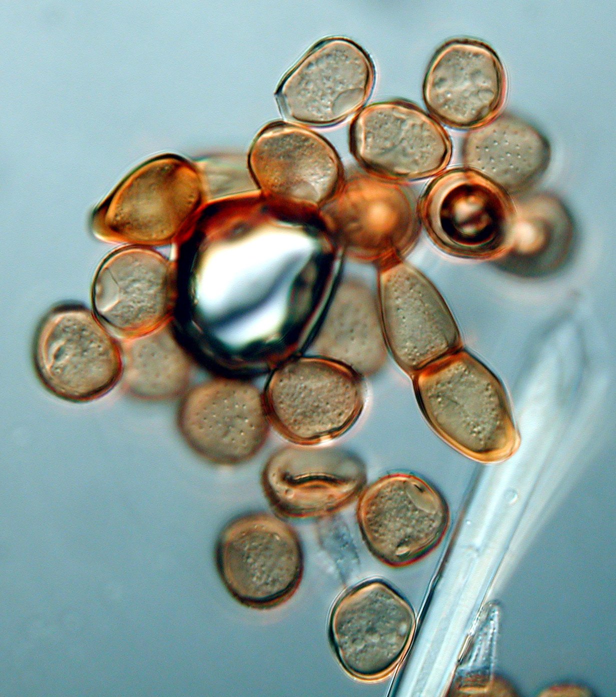 Puccinia pelargonii-zonalis