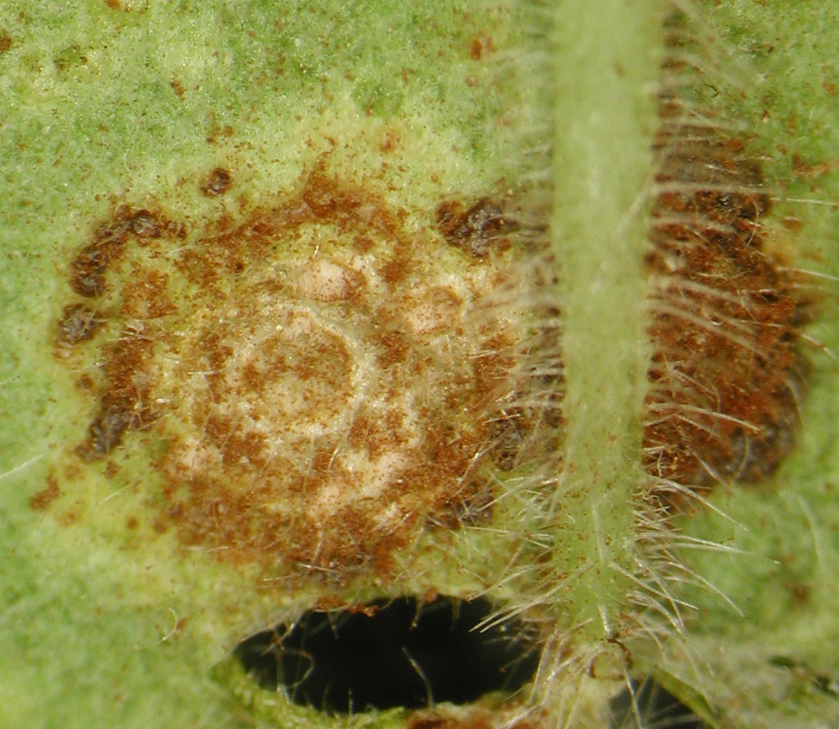 Puccinia pelargonii-zonalis