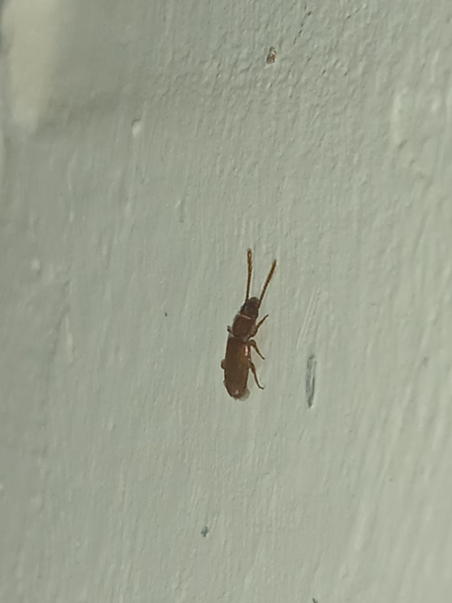 Cryptolestes pusilloides