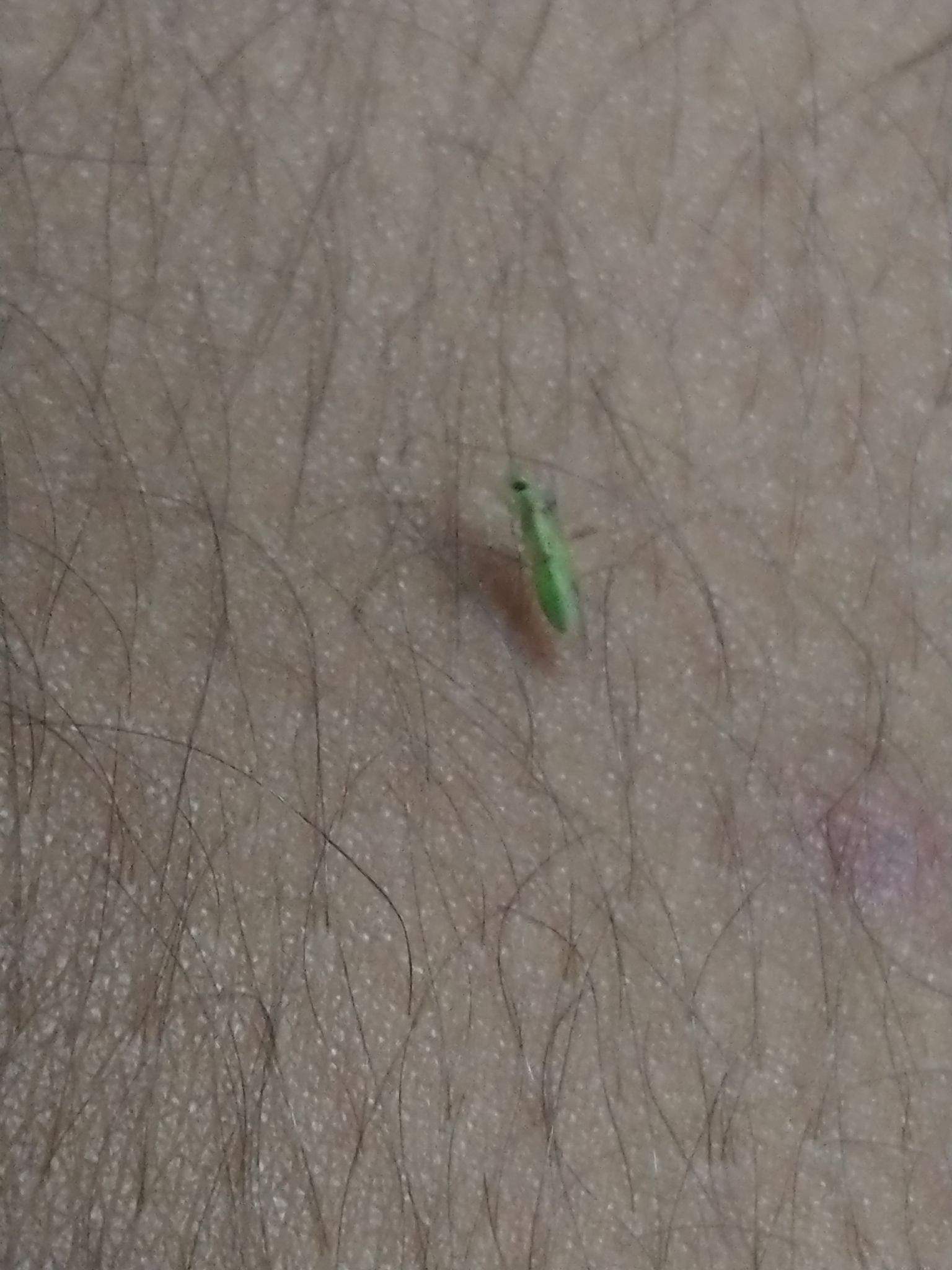 Creontiades pacificus