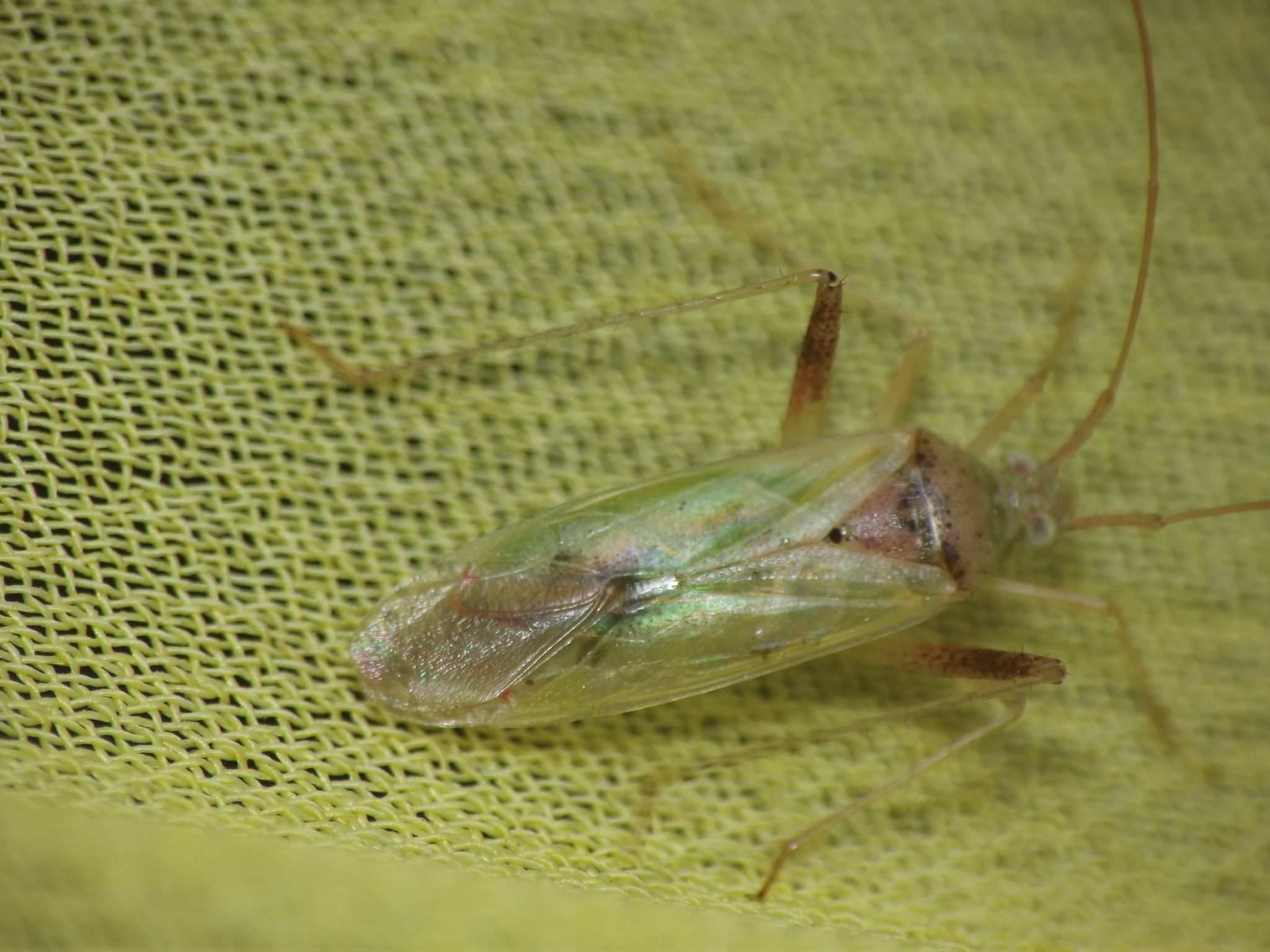 Creontiades pacificus